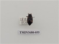 藏品(埋葬蟲)的圖片